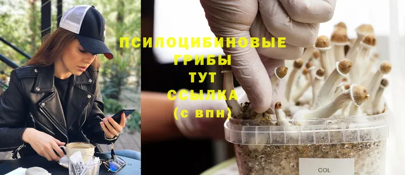 Галлюциногенные грибы Cubensis  Отрадное 